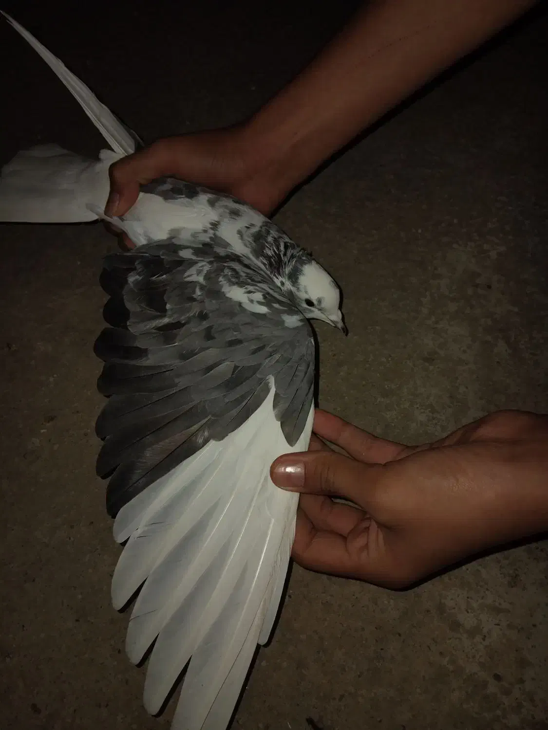 کفتر تکپر ماده|پرنده|مینودشت, |دیوار