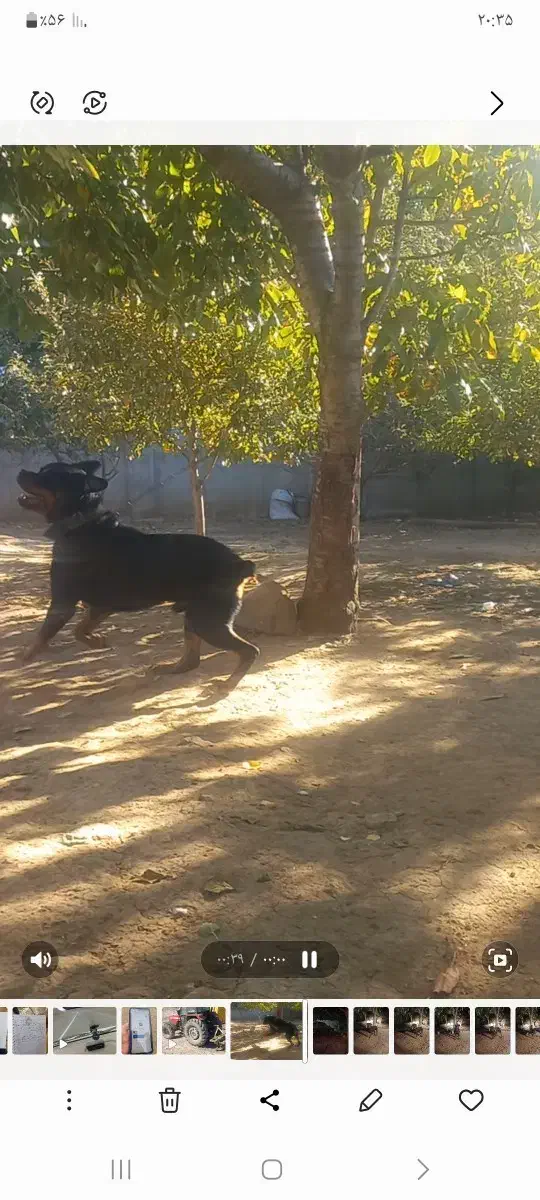 سگ روتفایلر۱۸ماهه|سگ|پارسآباد, |دیوار