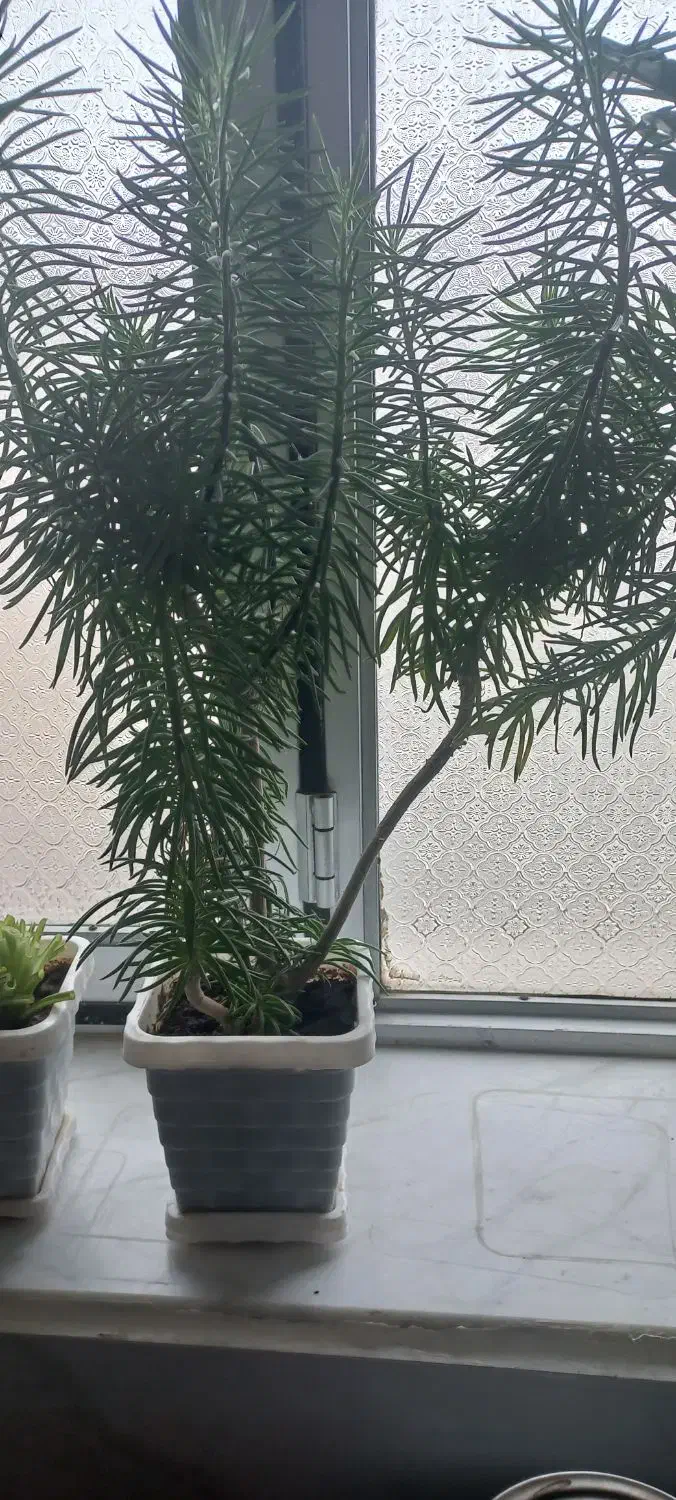 گلهای سرحال|گل و گیاه طبیعی|بناب, |دیوار