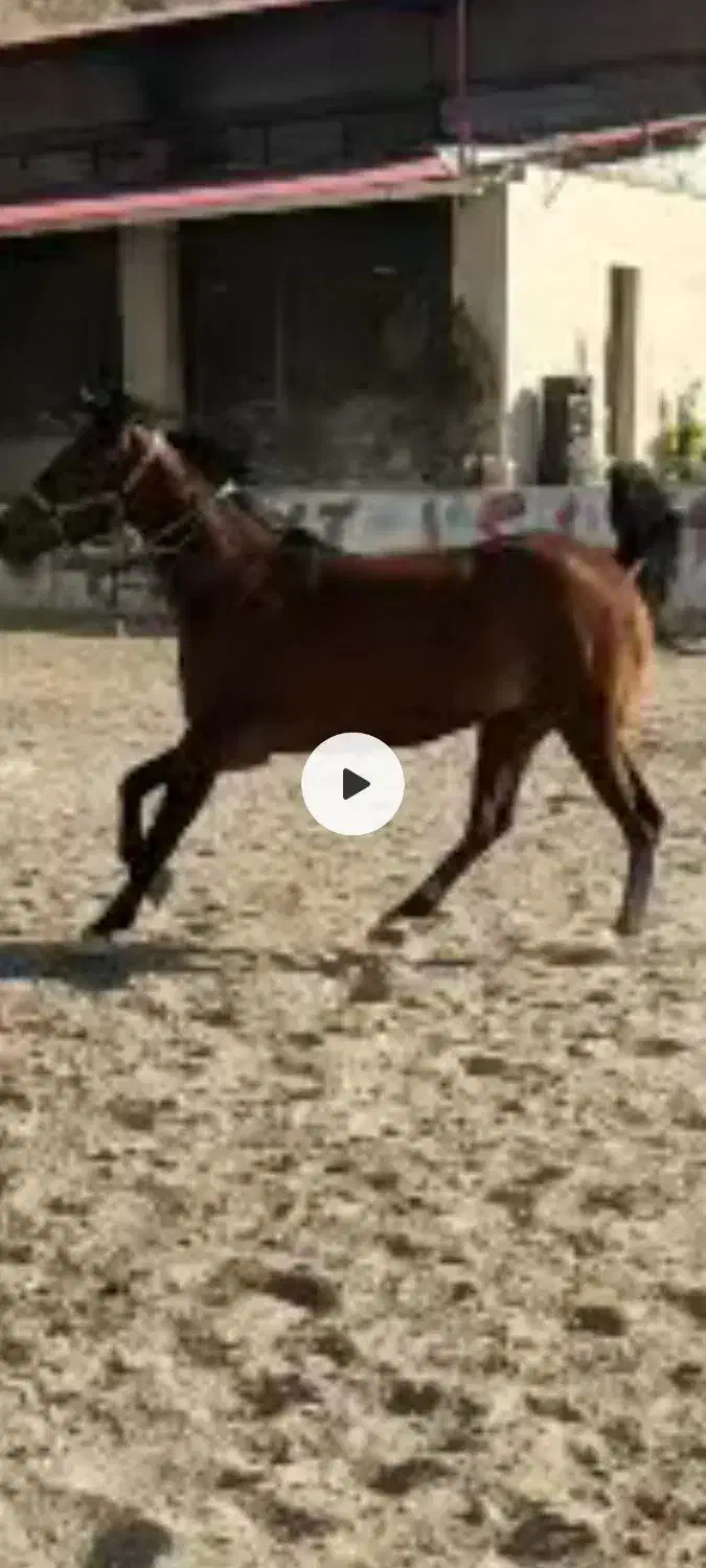 مادیون کورد خالص پرخون ارام|اسب و تجهیزات اسب‌سواری|تبریز, |دیوار