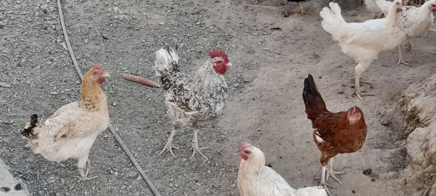 فروش مرغ و جوجه خروس محلی در دولت آباد|حیوانات مزرعه|ارزوئیه, |دیوار