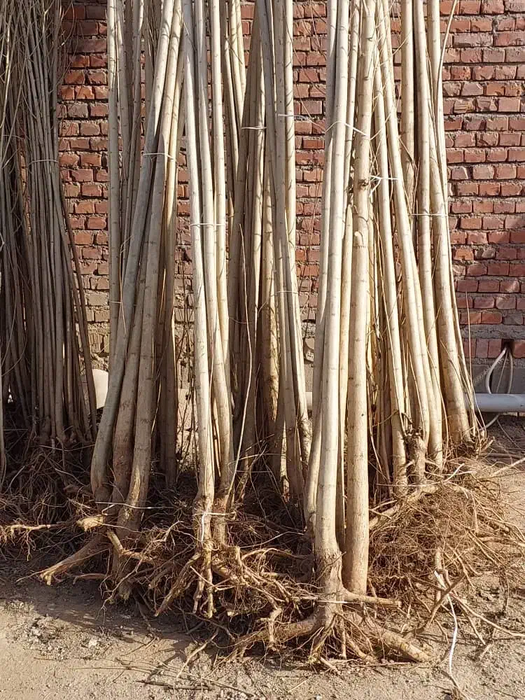 فروش انواع نهال در غرب نهال مهندس داداشی|خدمات باغبانی و درختکاری|پرهسر, |دیوار