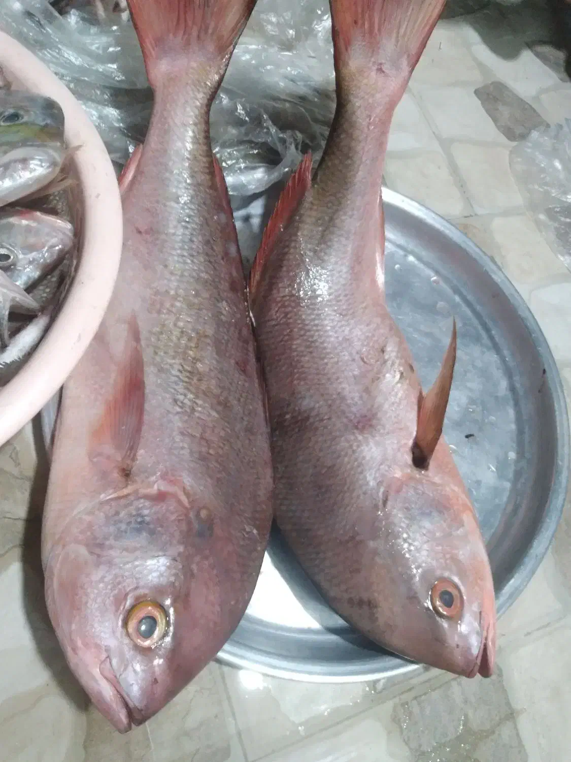 ماهی|ماهی|برازجان, |دیوار