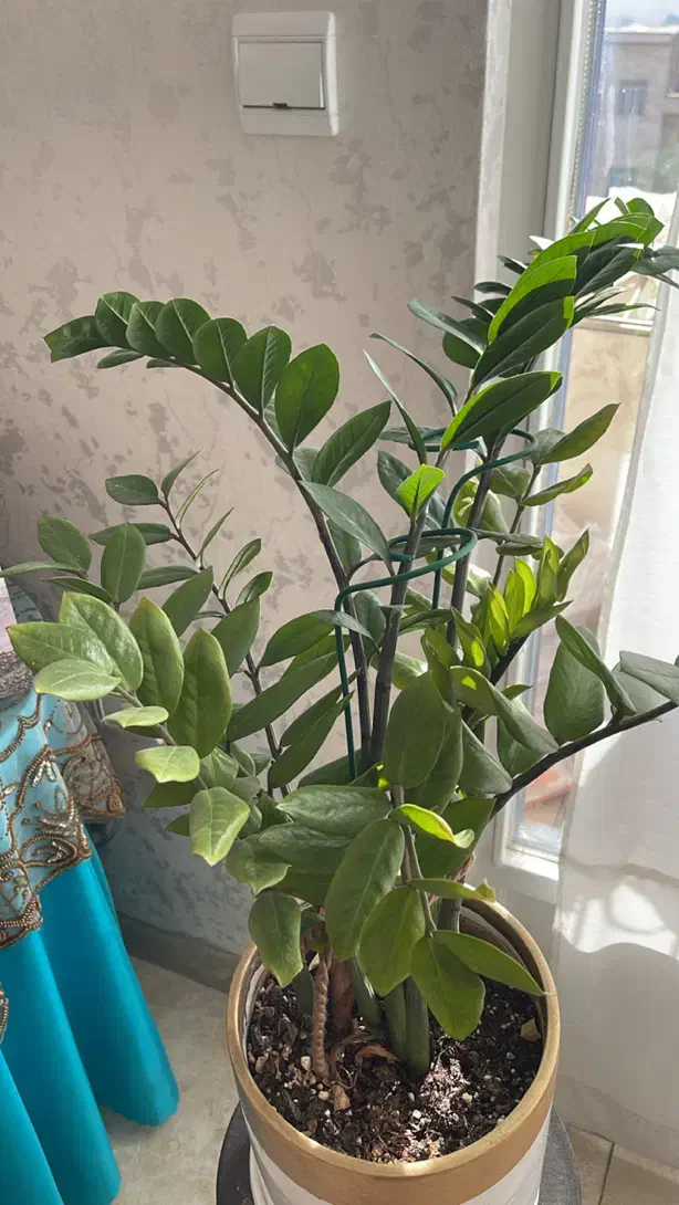 گل زاموفیلیا با گلدون|گل و گیاه طبیعی|دماوند, گیلاوند|دیوار