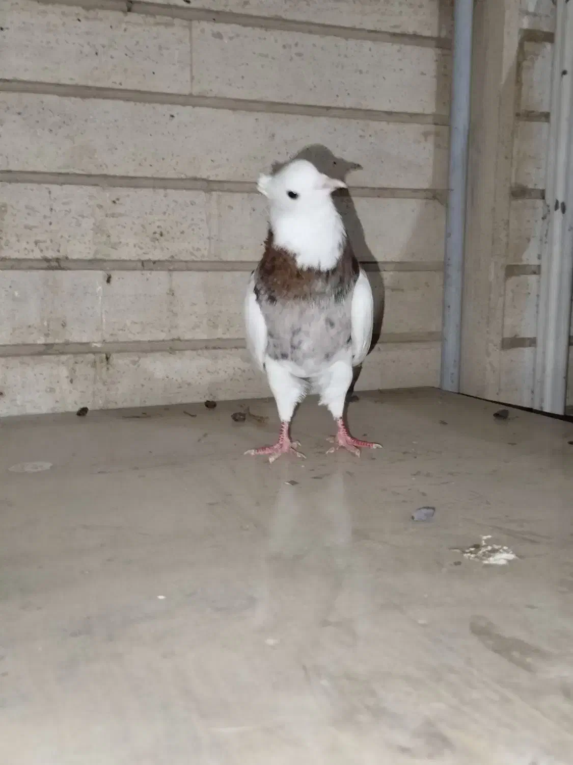 طوقی سرور مهر|پرنده|کرج, حصارک پایین|دیوار