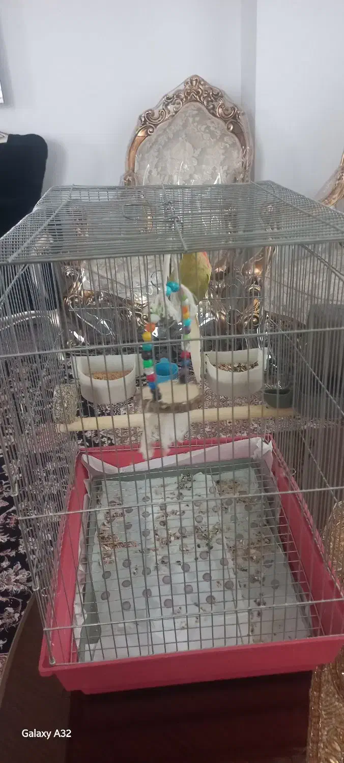 طوطی برزیلی نر|پرنده|ملایر, |دیوار