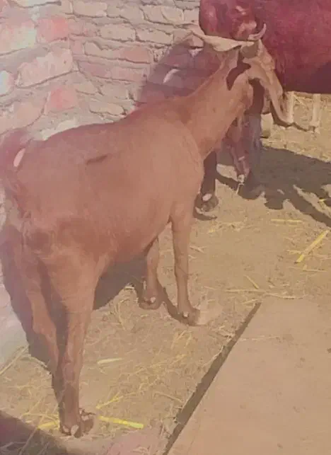 بز ابستن ..|حیوانات مزرعه|زاهدان, |دیوار