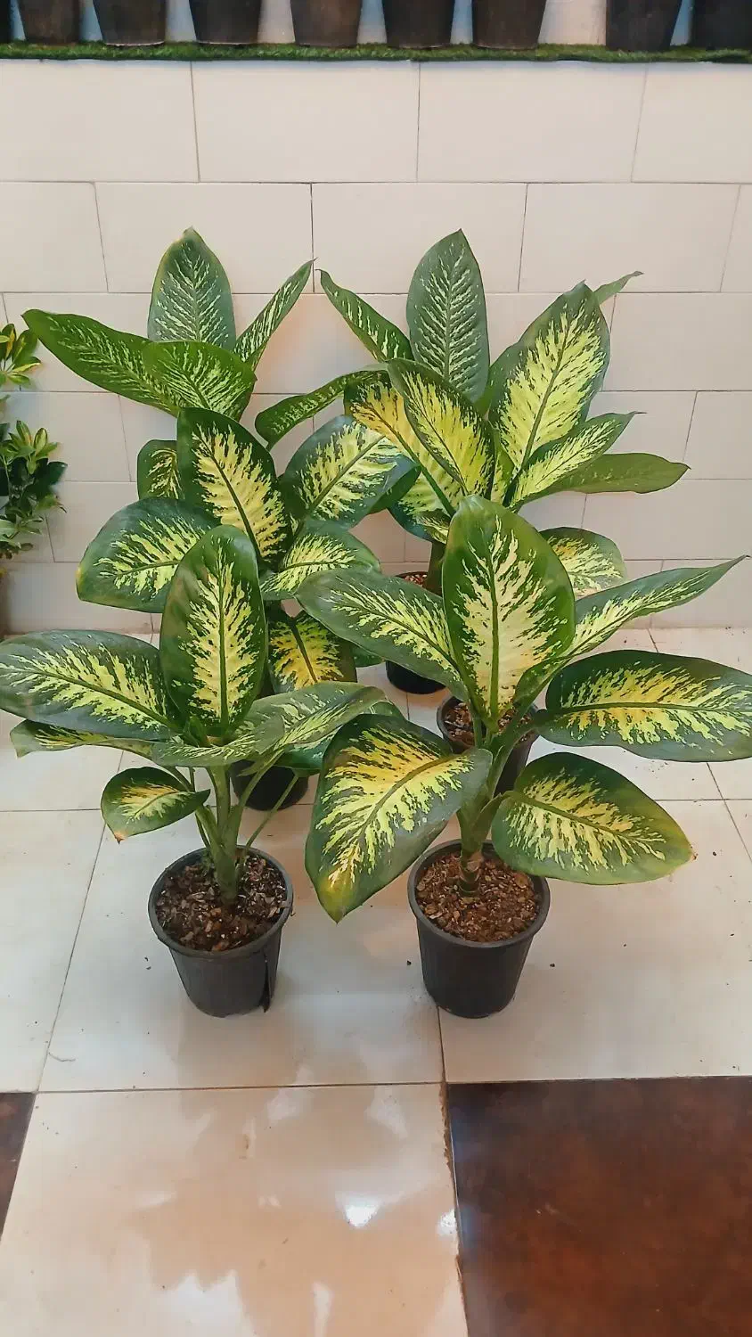 گل گیاه کروتون سانسوریا دیفن باخیا شفلرا شامادور|گل و گیاه طبیعی|قم, سنگ بند|دیوار