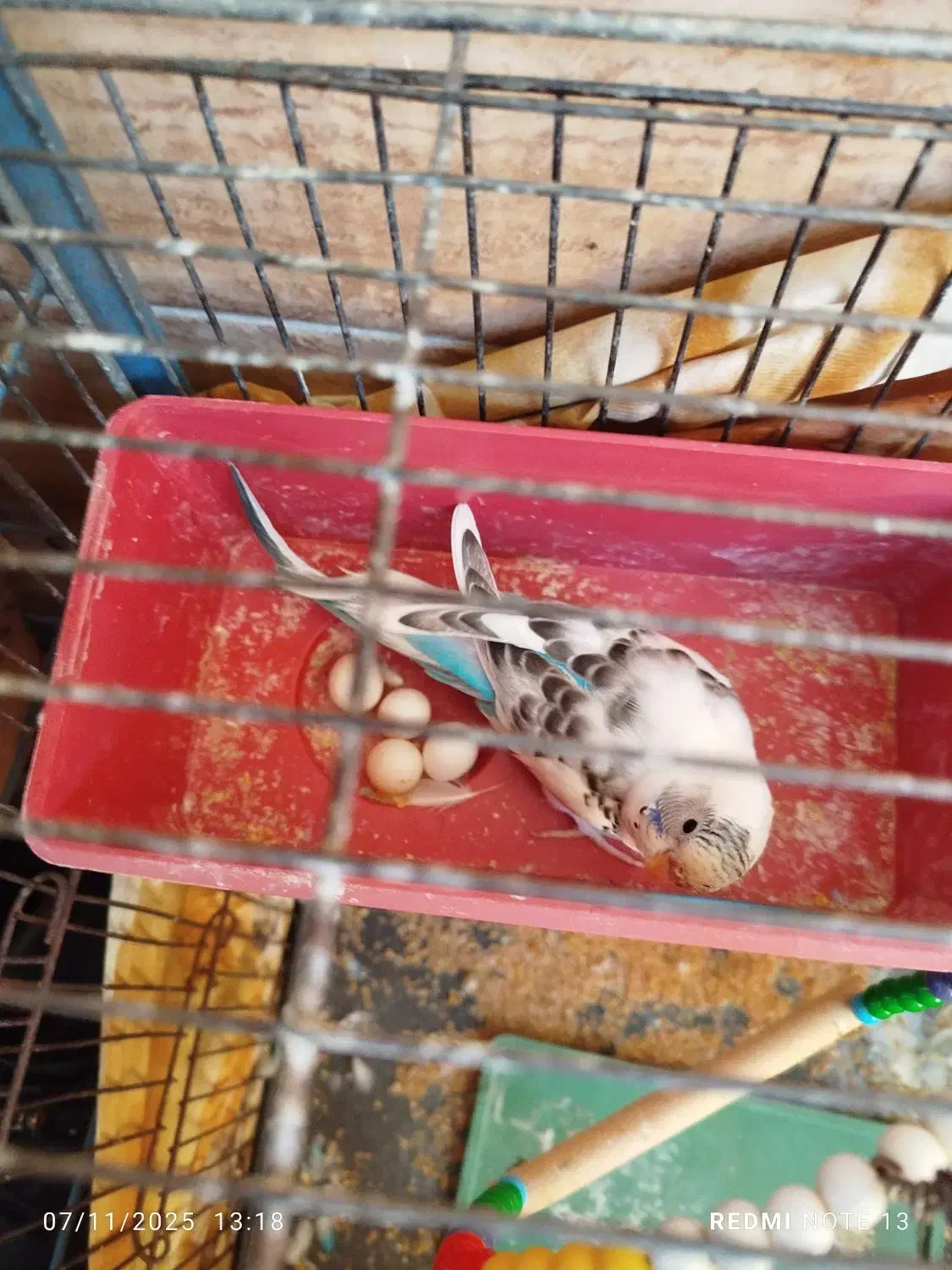 دوتا مرغ عشق مولد با تخم و قفس|پرنده|رباطکریم, الارد|دیوار