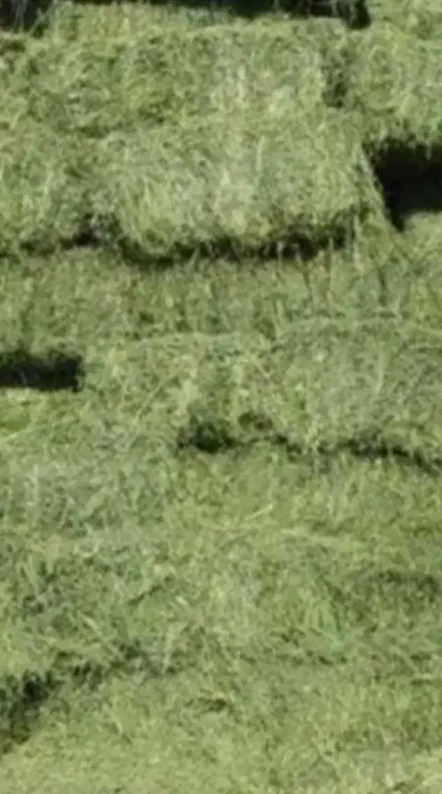 یونجه به صورت پرس|لوازم جانبی حیوانات|سجاس رود, |دیوار