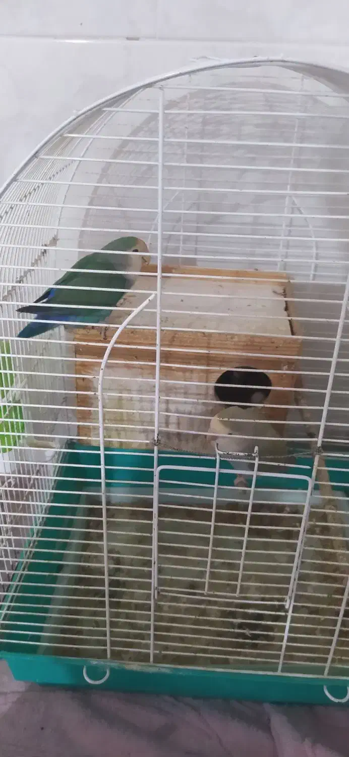 طوطی برزیلی|پرنده|هشتگرد, شهرک بعثت|دیوار