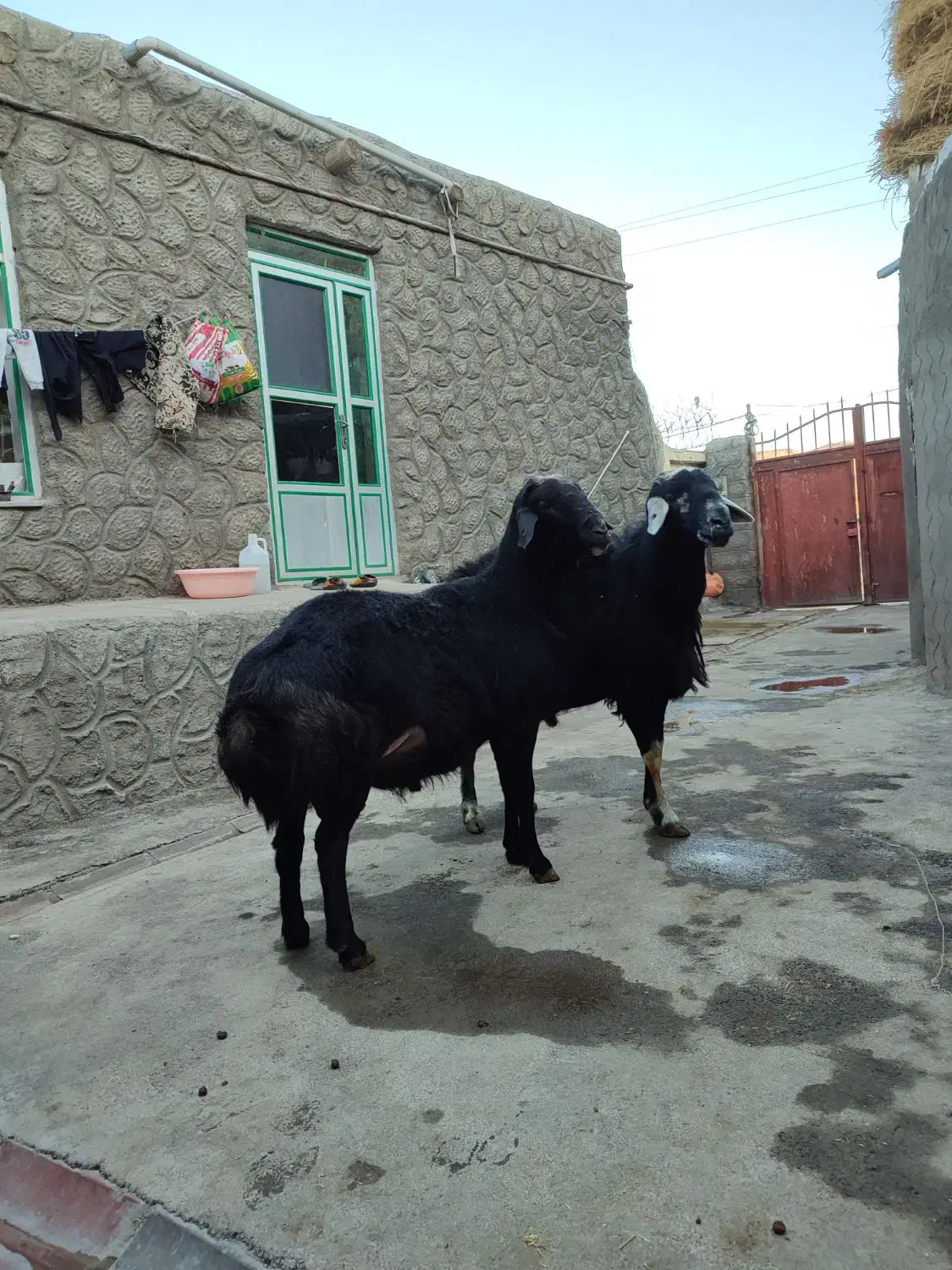 قوچ|حیوانات مزرعه|هریس, |دیوار