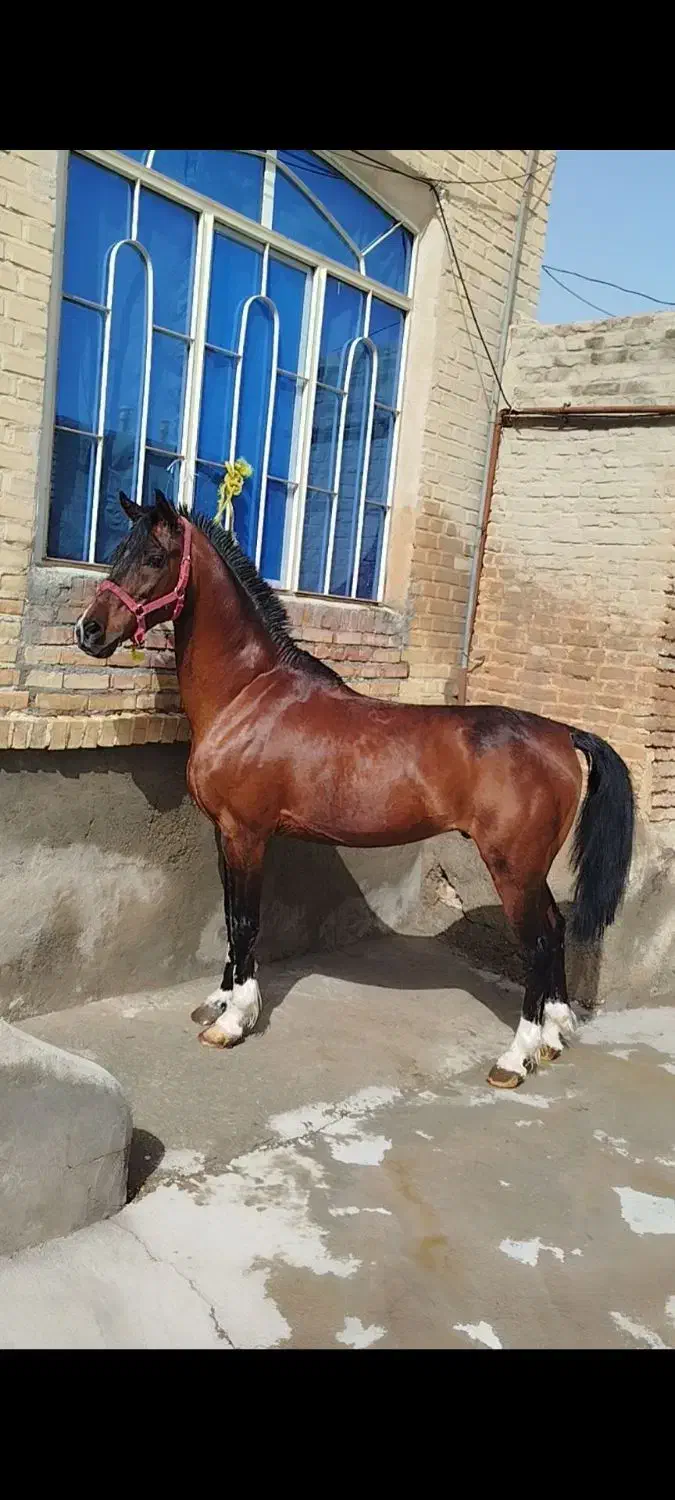 اسب 6ساله|اسب و تجهیزات اسبسواری|سلماس, |دیوار