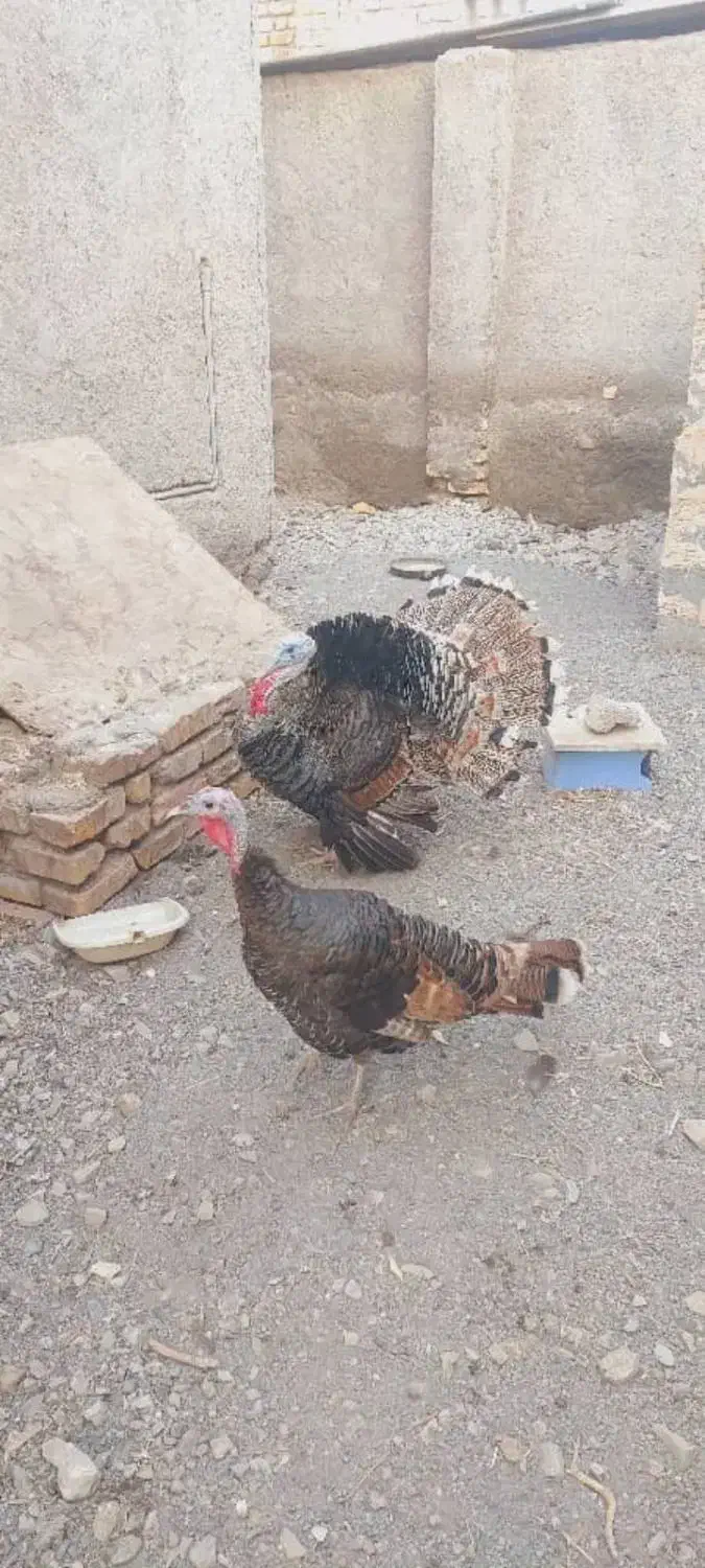 بوقلمون نرو ماده جوان|حیوانات مزرعه|رودان, |دیوار