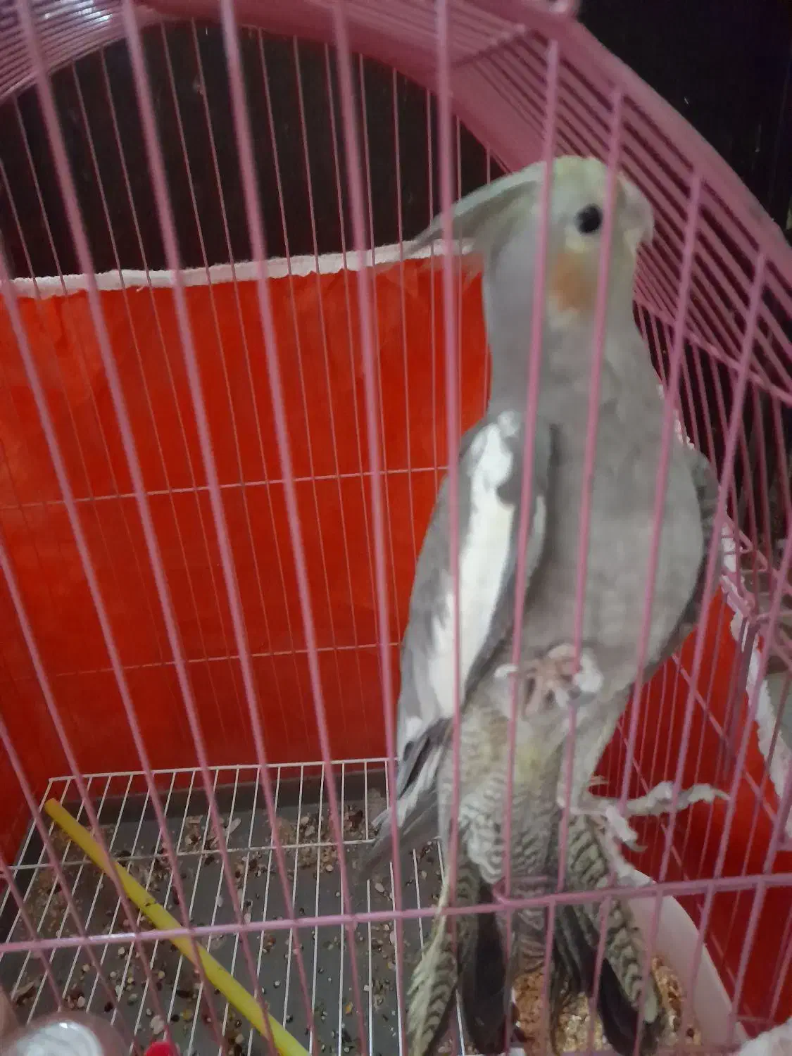 طوطی‌عروس|پرنده|رشت, حمیدیان|دیوار