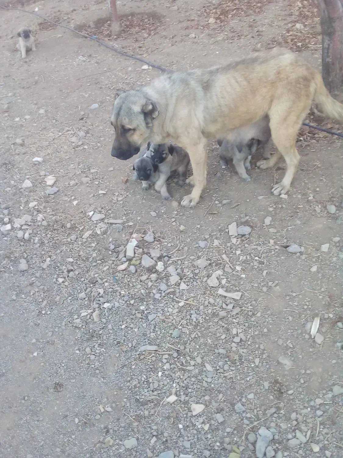 توله هایه سرابی نژاد خالص سراب|سگ|ایجرود, |دیوار