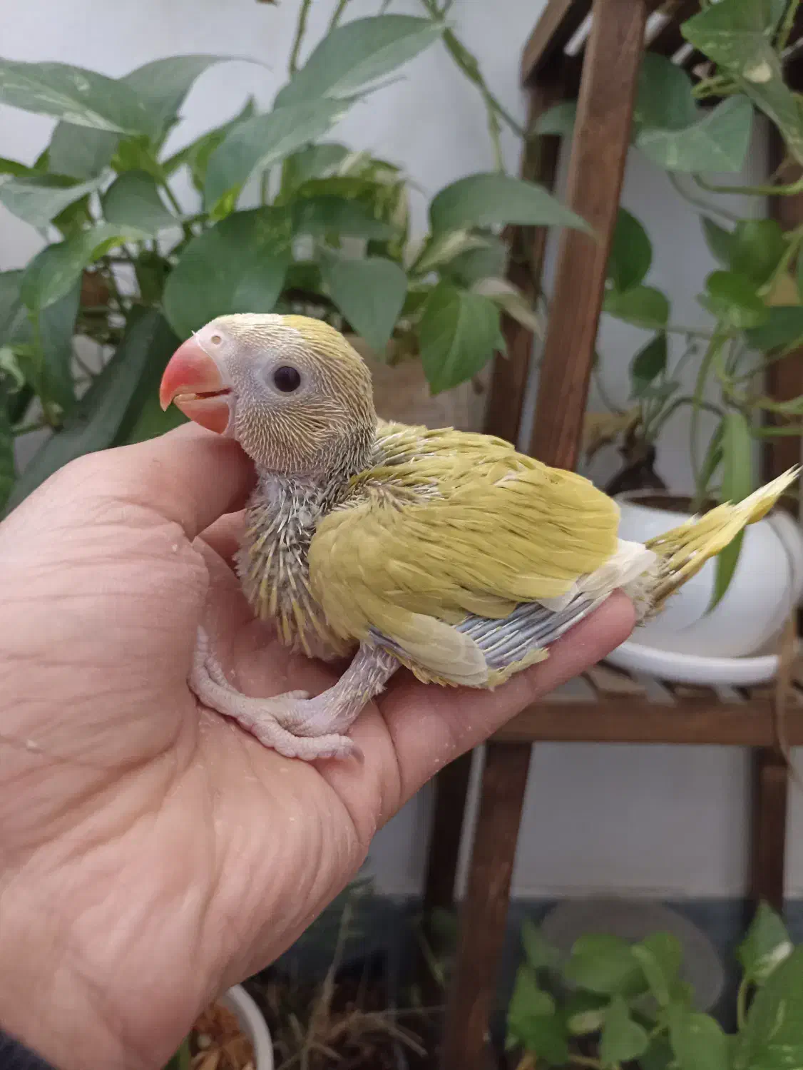 جوجه ملنگو اوپال خاص|پرنده|شیراز, مسلم|دیوار