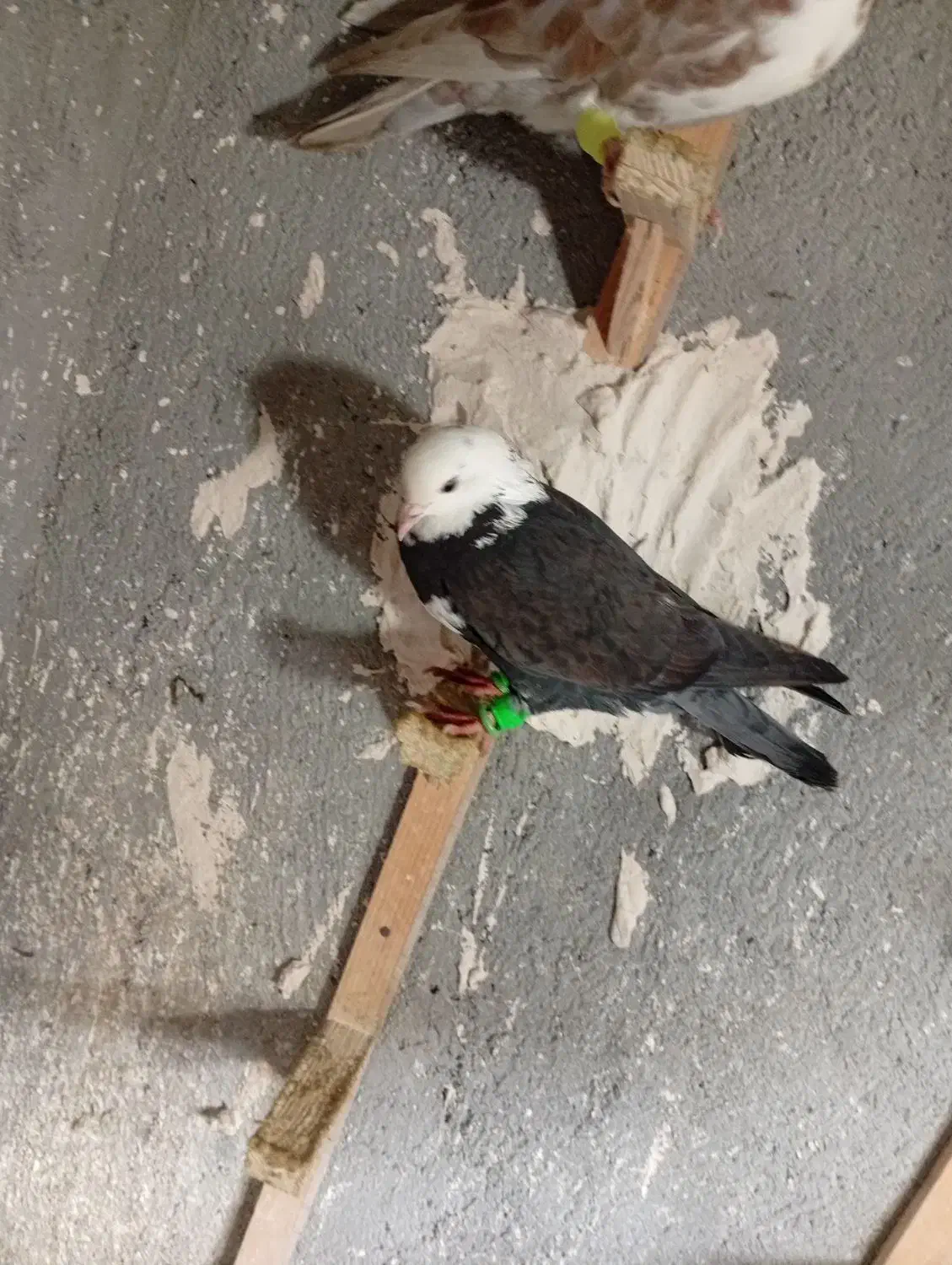 کفتر صید|پرنده|مشهد, شهرک رازی (شهرک غرب)|دیوار