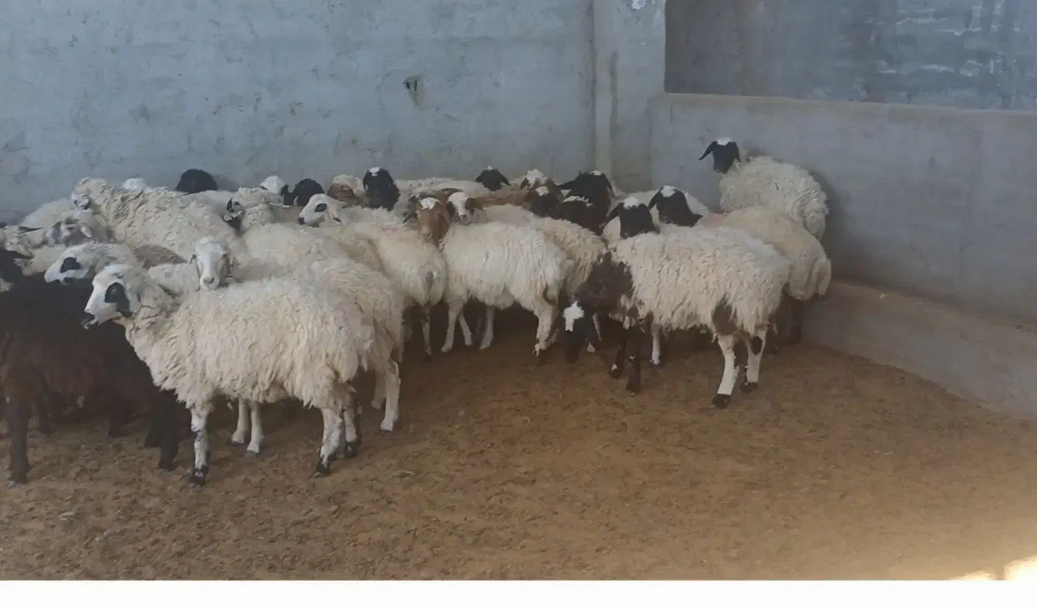 بره، میش، بز، بره شیری و گوسفند فروشی|حیوانات مزرعه|کاشان, خزاق|دیوار