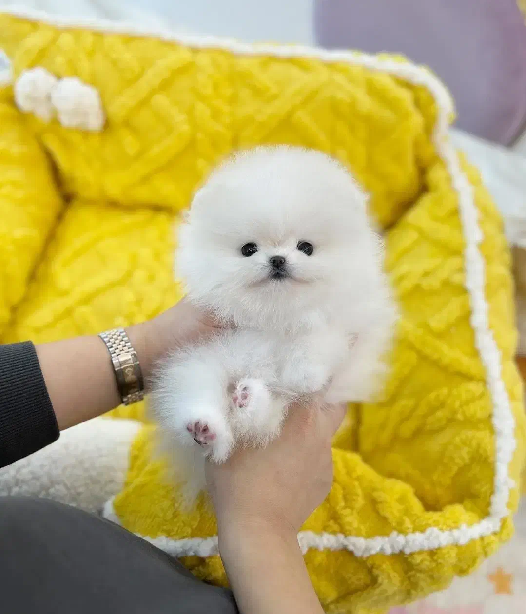 توله سگ پامر خرسی/پامرانین اورجینال|سگ|تهران, تهرانسر شرقی|دیوار