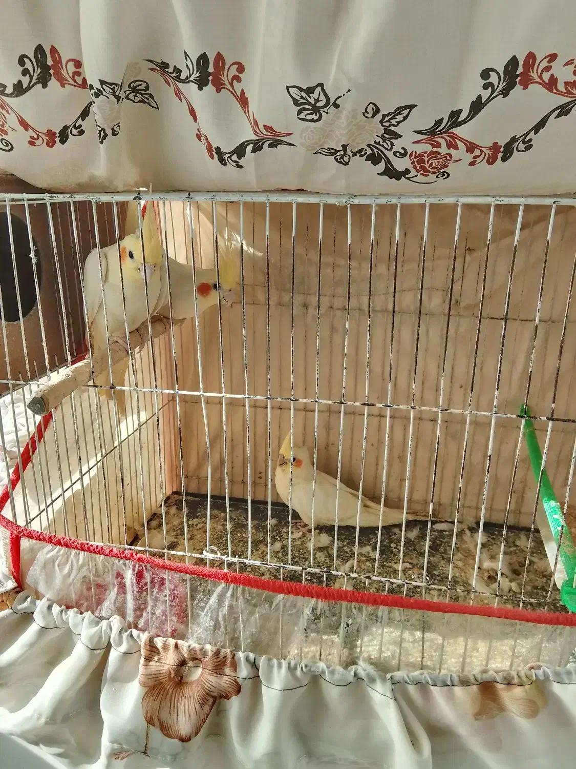 عروس هلندی|پرنده|مشهد, کوی المهدی|دیوار