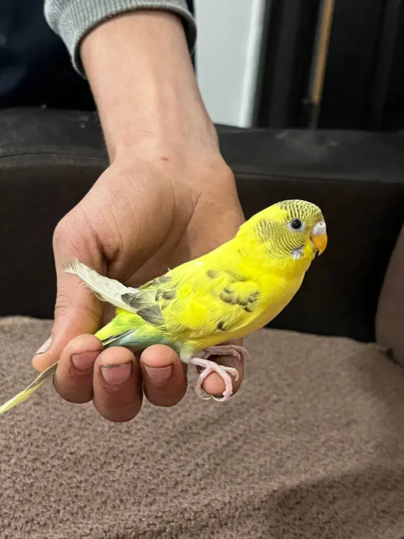 مرغ عشق دست آموز|پرنده|رشت, معلولین|دیوار