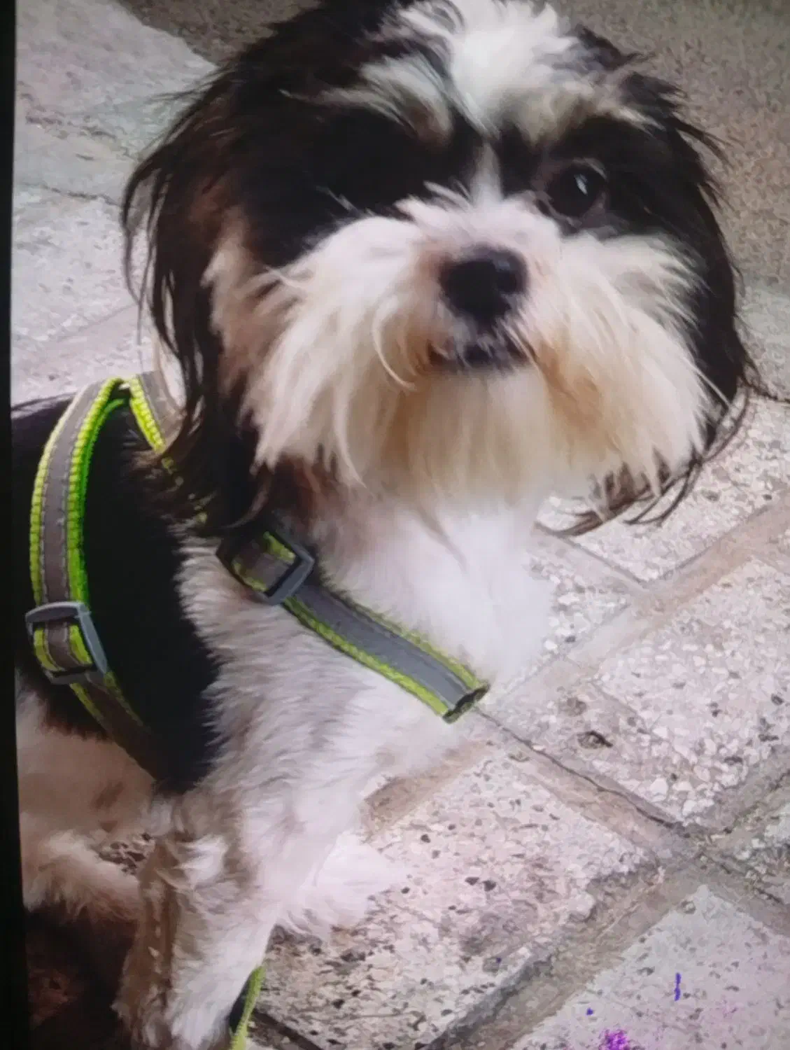 سگ شیتزو|سگ|مشهد, انقلاب|دیوار