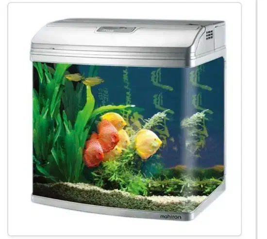 آکواریوم ماهی|ماهی|ارومیه, |دیوار