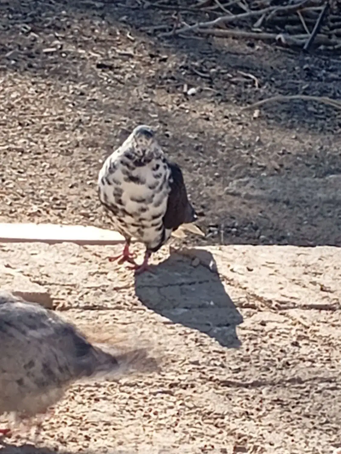 چند عدد کفتر پرشی|پرنده|یزدان شهر, |دیوار