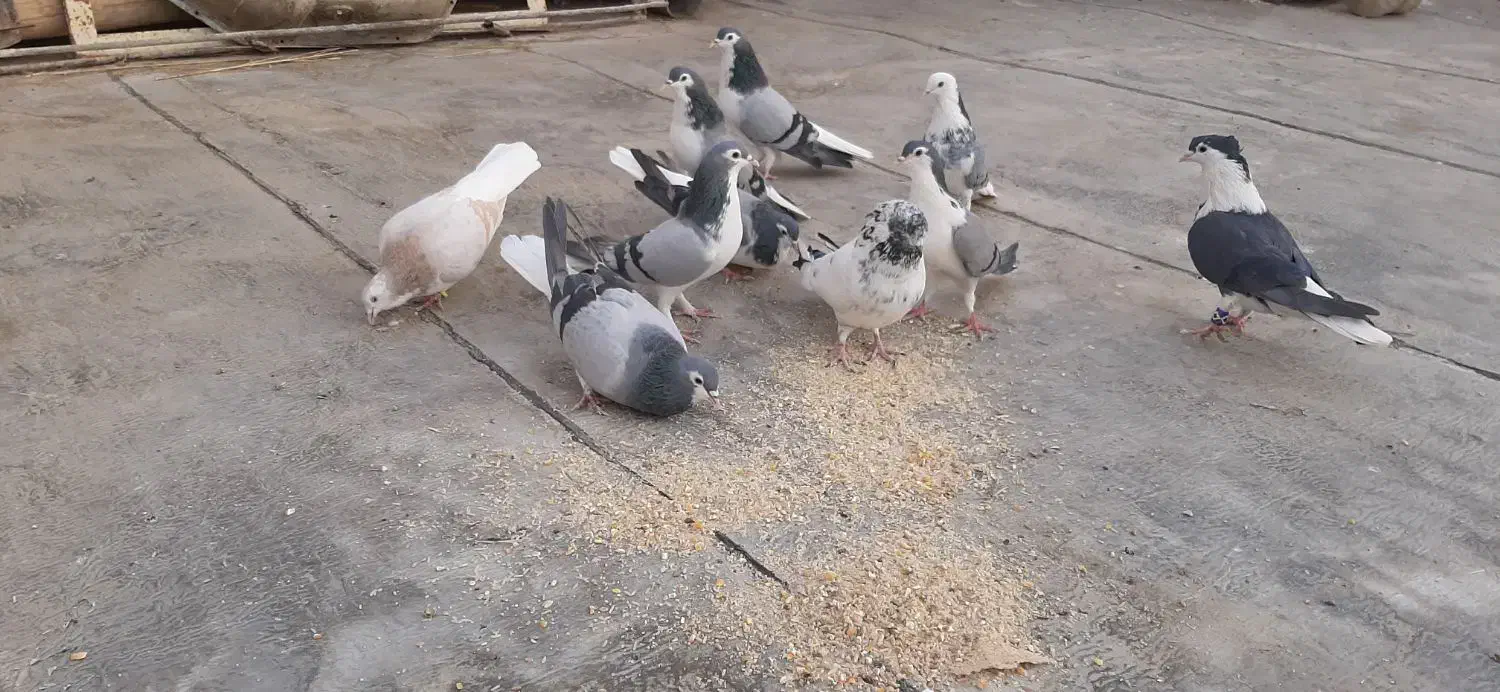 کفتر|پرنده|شاهین‌شهر, گزبرخوار|دیوار