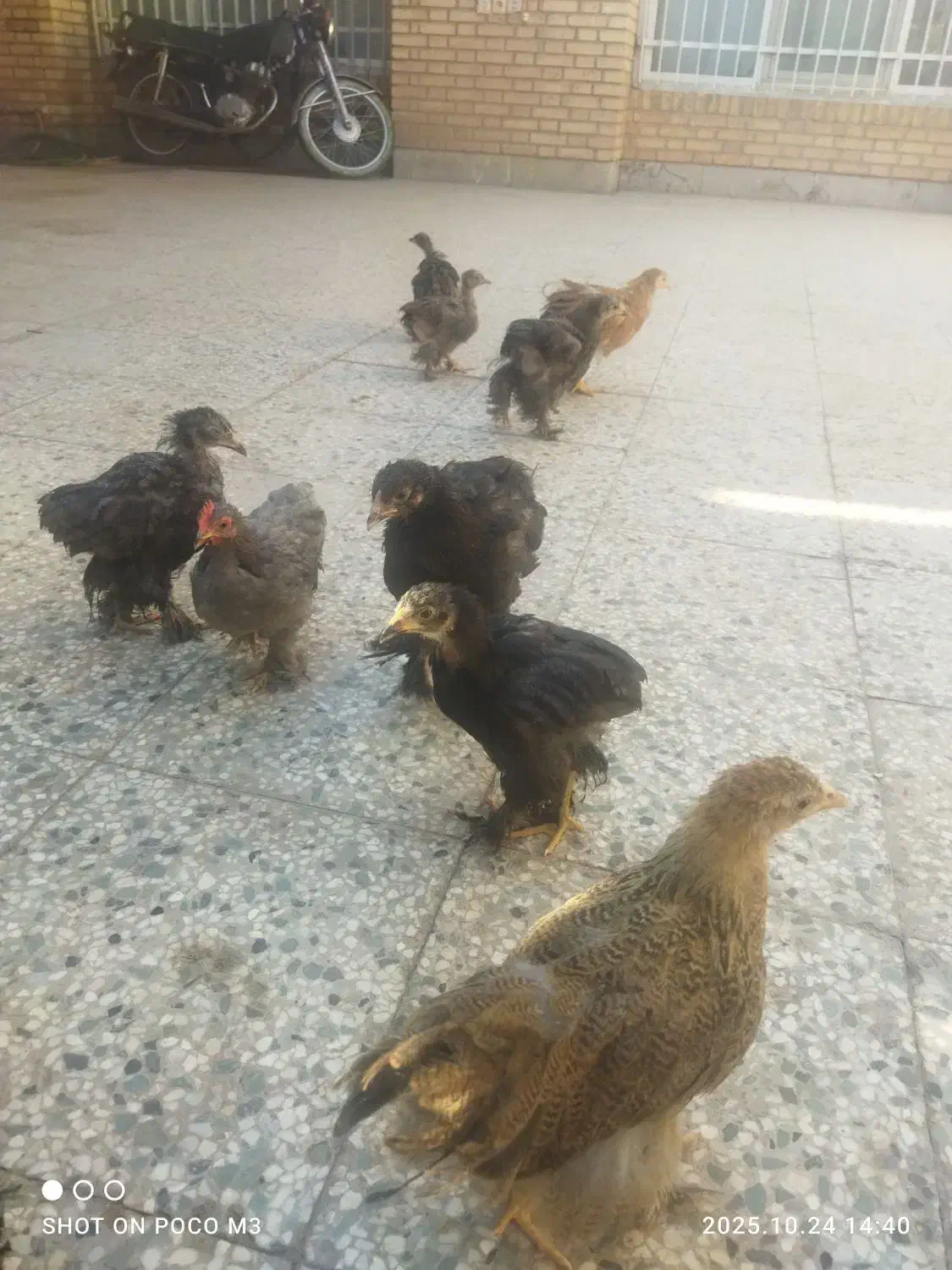 تخم مرغ خوراکی  و نطفه دار|حیوانات مزرعه|رفسنجان, |دیوار