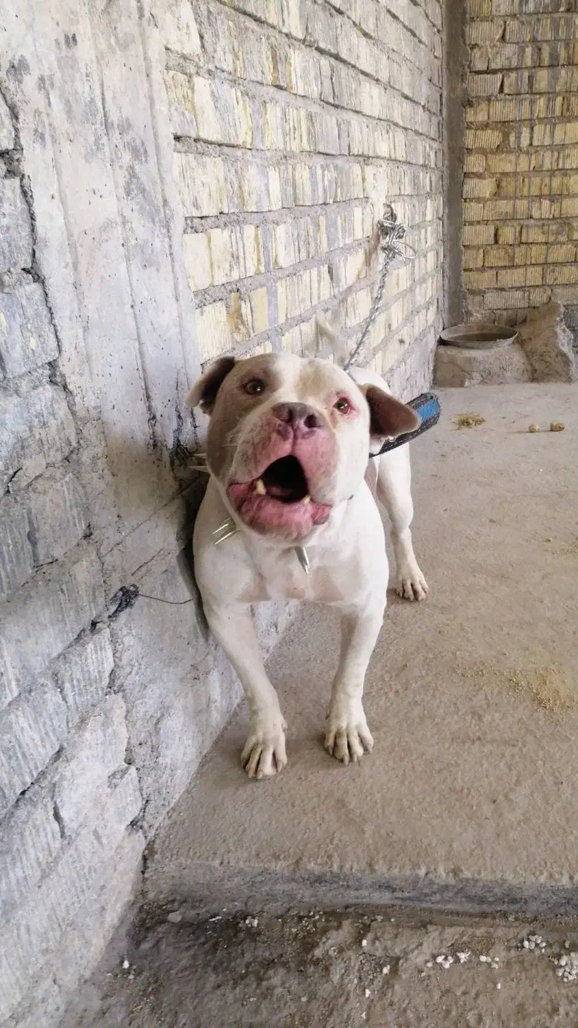 واگذاری سگ پیت بول|سگ|شیراز, گویم|دیوار