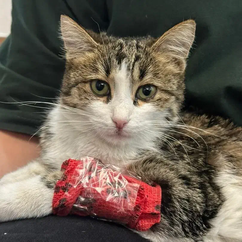 گربه|گربه|ارومیه, |دیوار