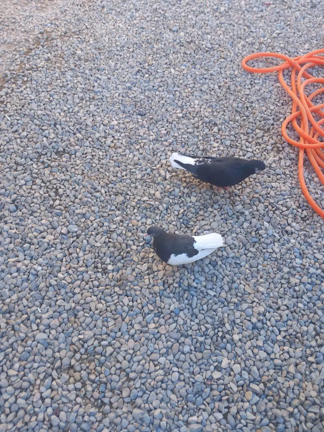 کبوتر شهری|پرنده|برازجان, |دیوار