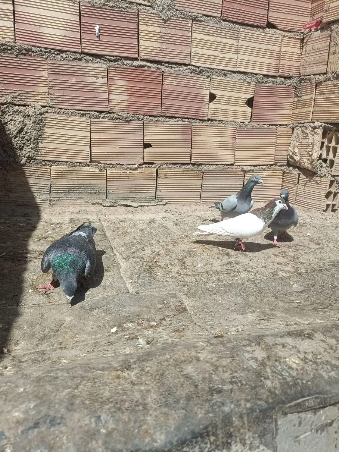 کبوتر ر|پرنده|طاغنکوه, |دیوار