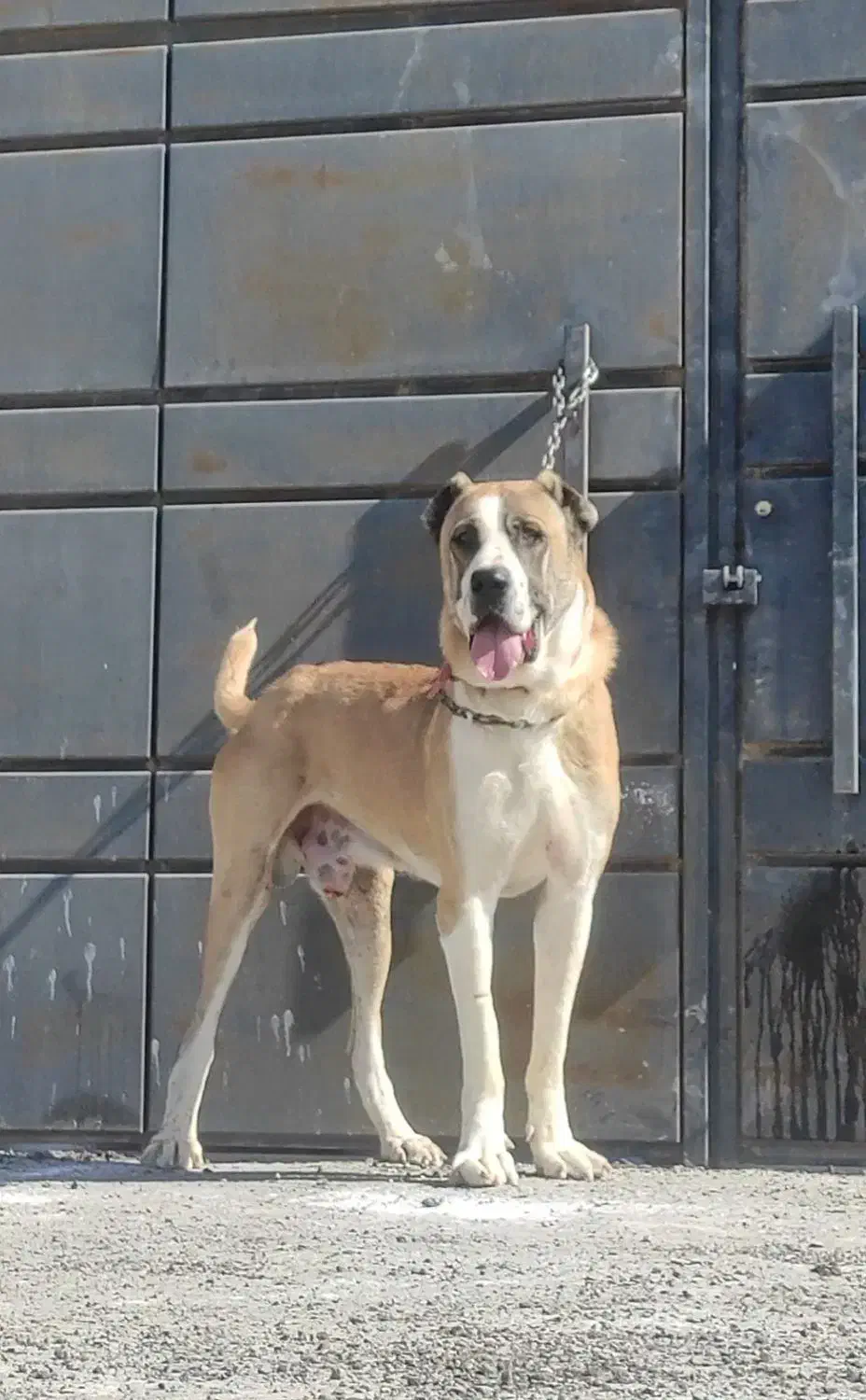 سگ خراسانی نر نسل پلنگ پورحاتم|سگ|ماهدشت, |دیوار