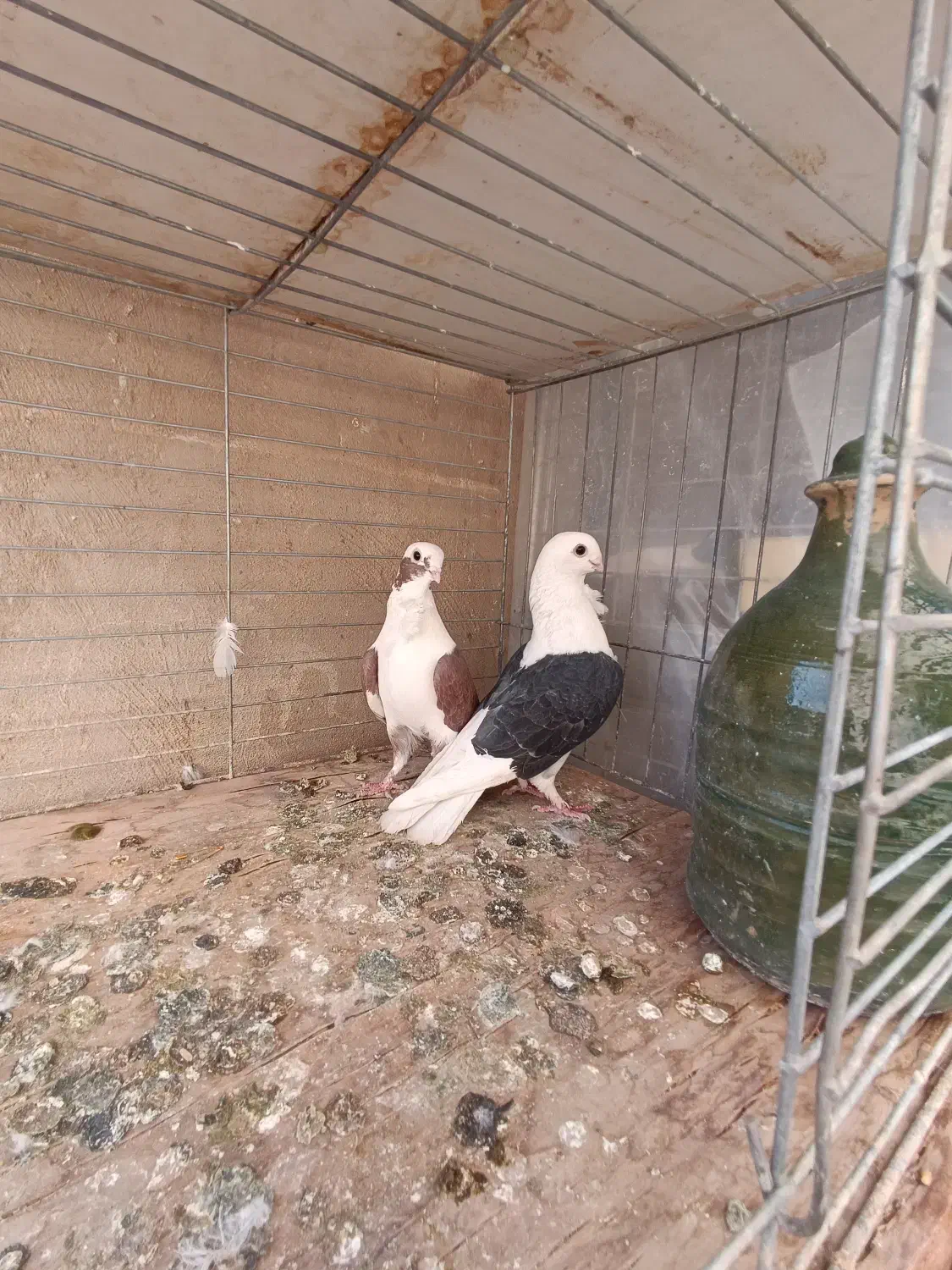 کبوتر|پرنده|مهریز, |دیوار