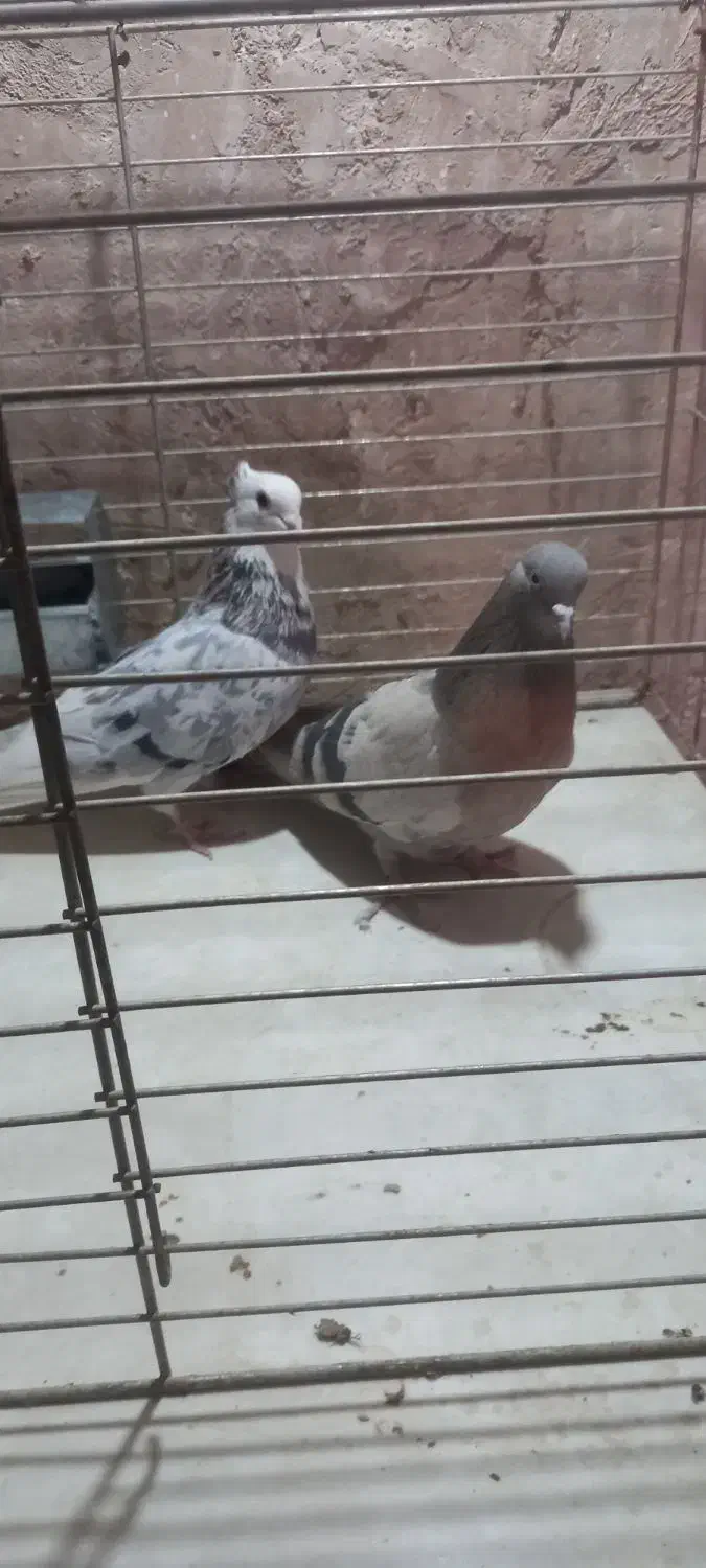 نروماده فروشی ورامین|پرنده|آفتاب, |دیوار