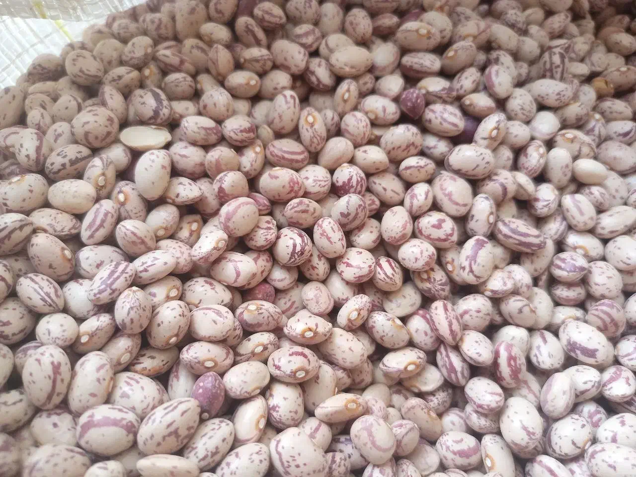 لوبیا چیتی بوجاری شده|عمدهفروشی|سبزوار, قصبه غربی|دیوار