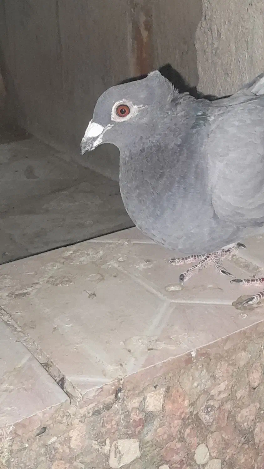 کبوتر ماده سبزه|پرنده|زهک, |دیوار