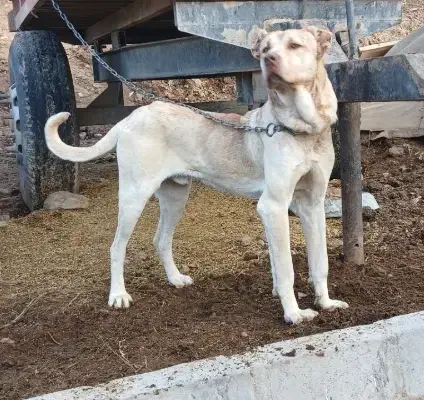 سگ سرابی|سگ|هشترود, |دیوار