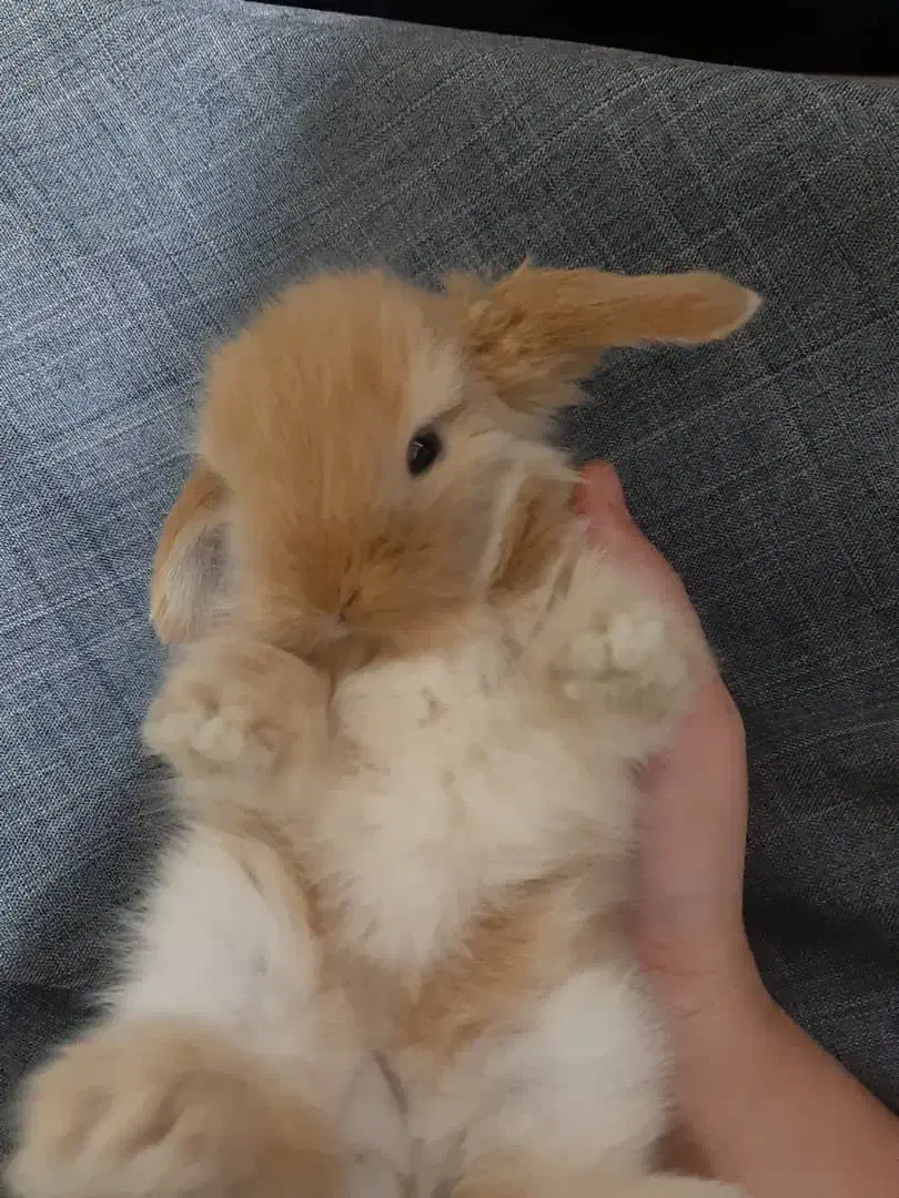 بچه خرگوش لوپ ترکیش. مینیاطوری خانگی|موش و خرگوش|کرمان, |دیوار