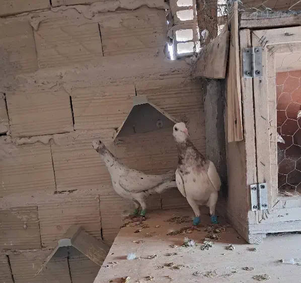 کبوتر پرنده دوتا قلدر|پرنده|الوند, |دیوار