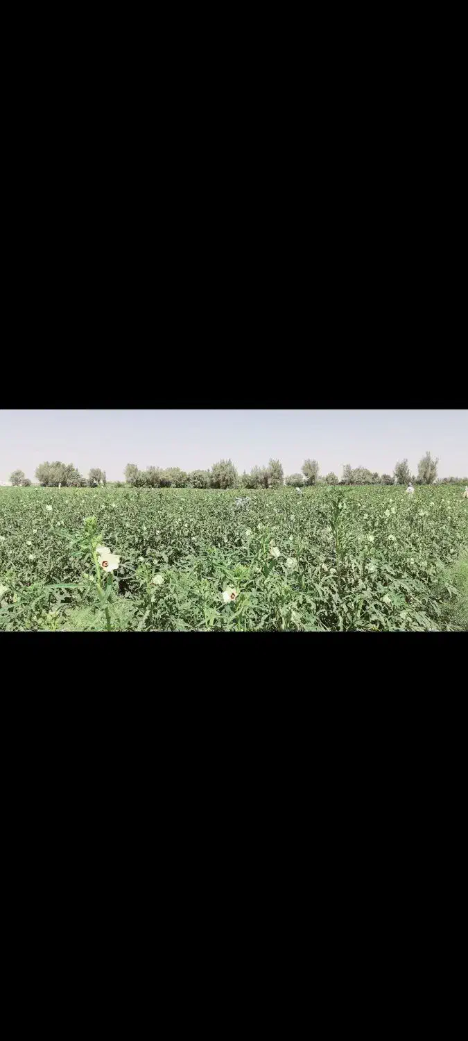 بامیه سبز|خدمات باغبانی و درختکاری|بندرعباس, |دیوار