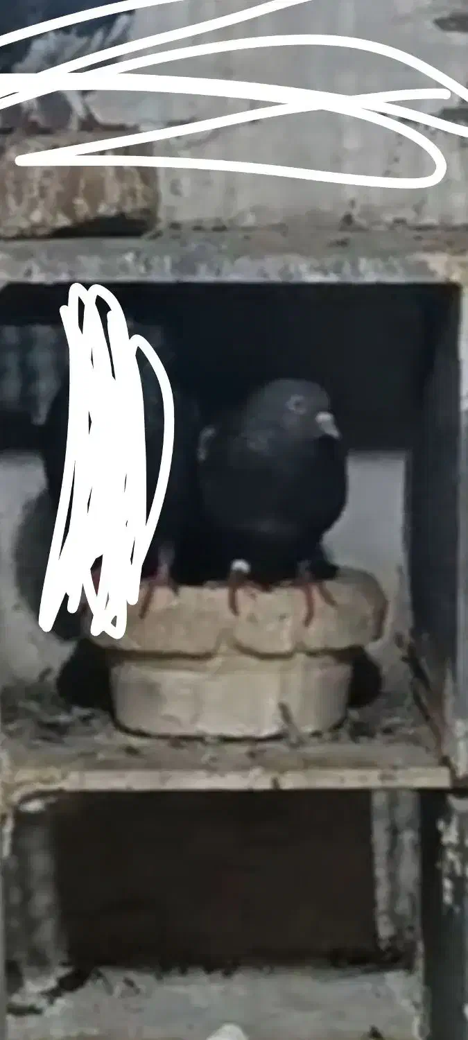 گمشده کبوتر|حیوانات|قم, نیروگاه|دیوار