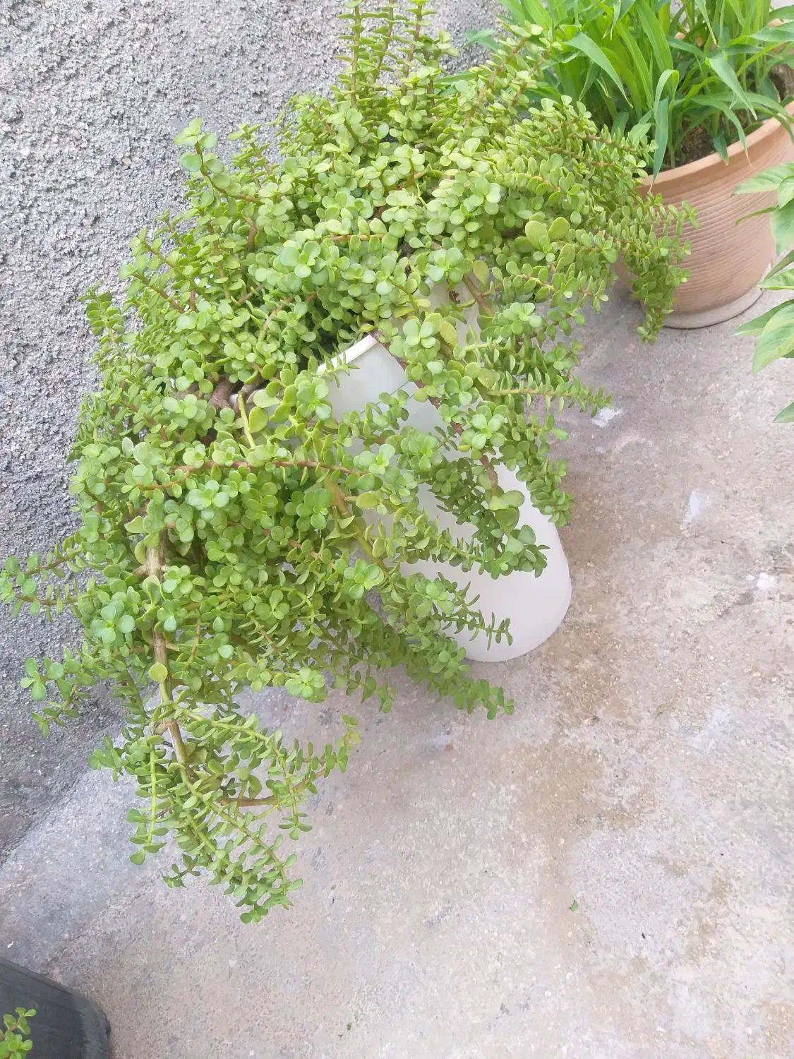 گل خرفه ای|گل مصنوعی|بوشهر, |دیوار