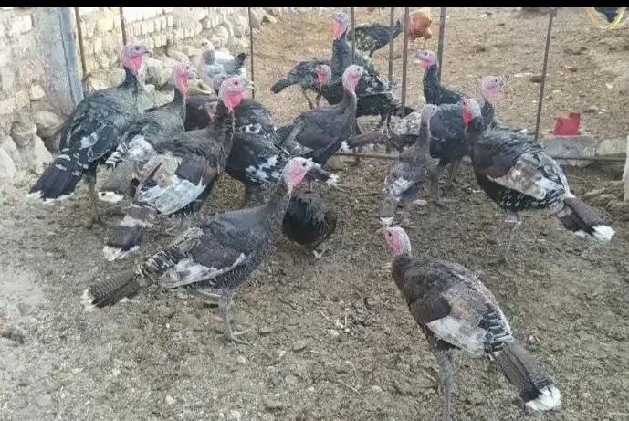 بوقلمون بومی نر و ماده|حیوانات مزرعه|خرامه, |دیوار