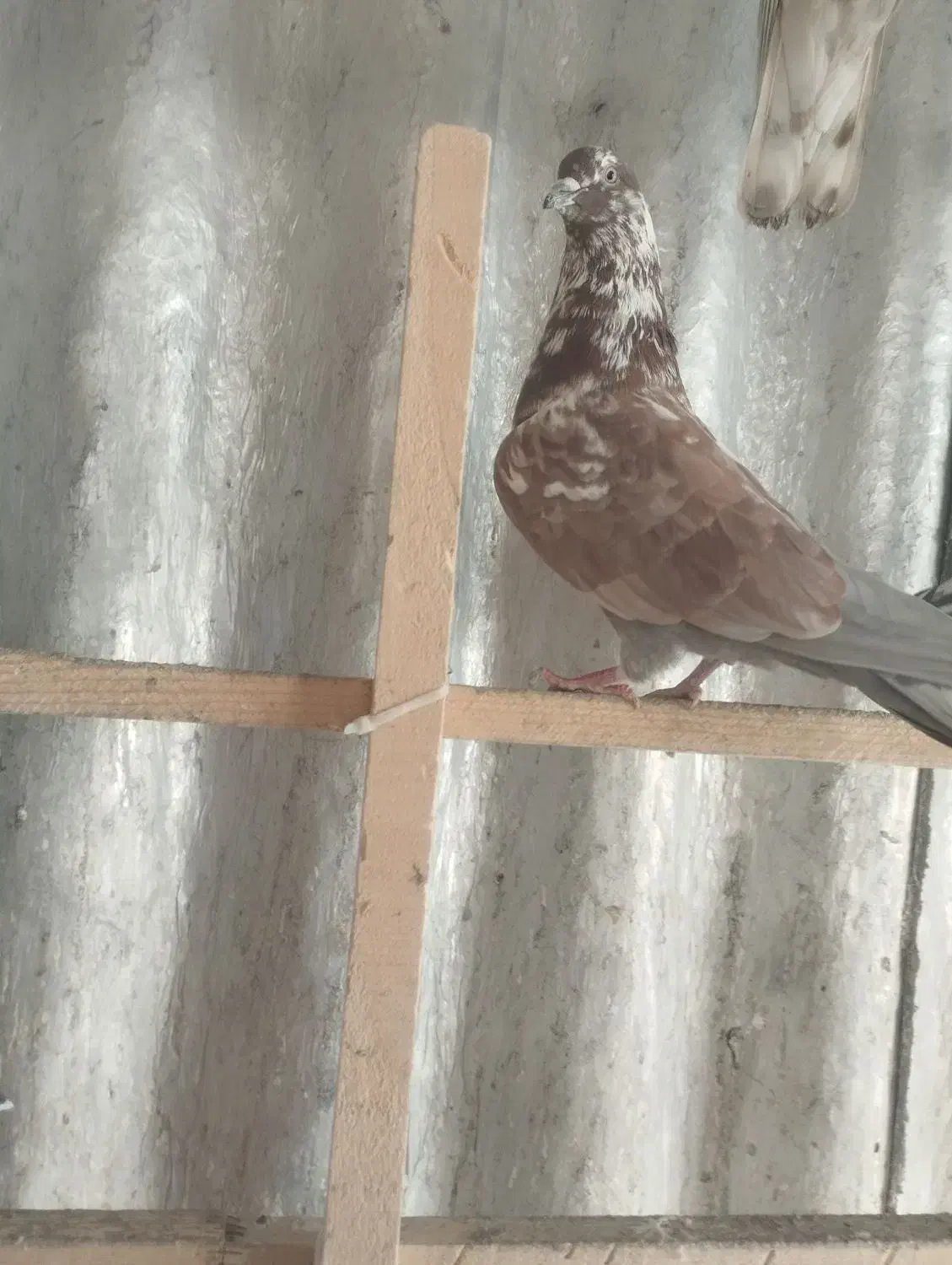 کفتر|پرنده|تهران, میدان میوه و ترهبار مرکزی|دیوار