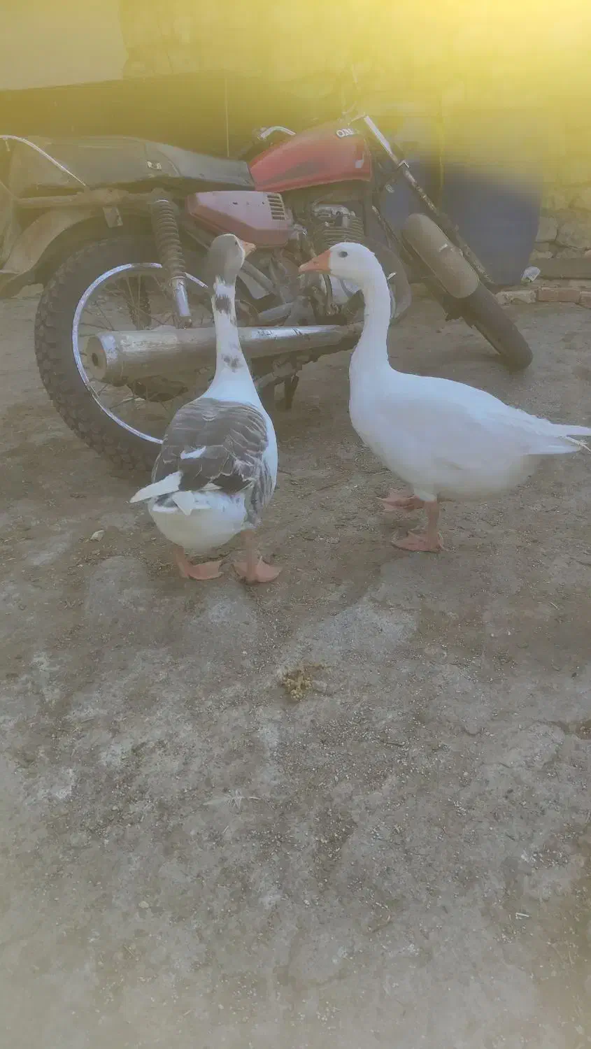 غاز تخم گذار|حیوانات مزرعه|بهشهر, |دیوار