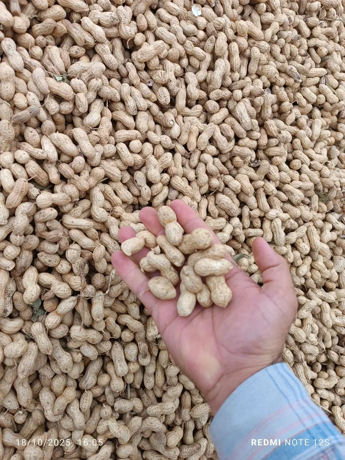 بادام غلافدار گلی آفتاب خشک|عمده‌فروشی|اسلام آباد, |دیوار